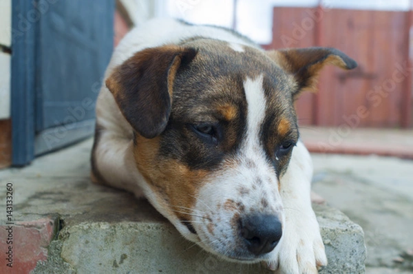 Obraz A dog with freckles