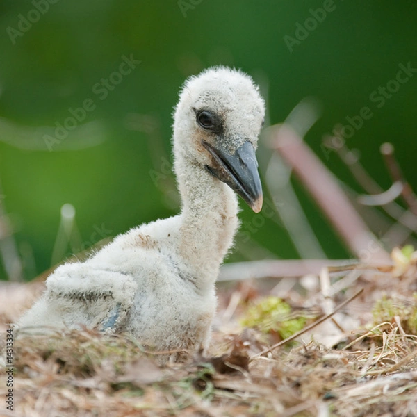 Obraz baby stork
