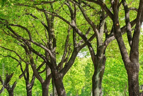 Fototapeta green tree in a row along the street