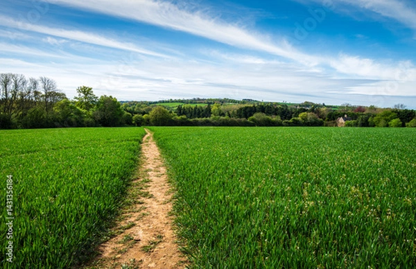 Obraz A rustic dirt path cuts through a vibrant field of young barley growing under the warm May sun 1