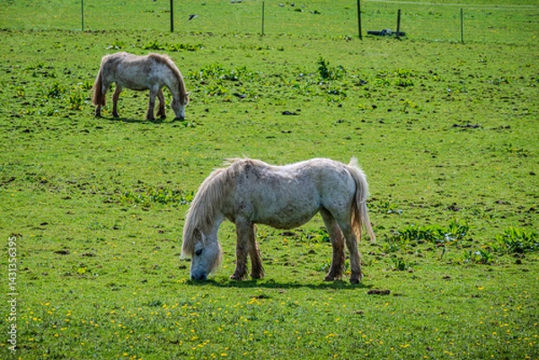 Obraz A pair of majestic drum horses graze peacefully on lush spring grass under the warm May sky