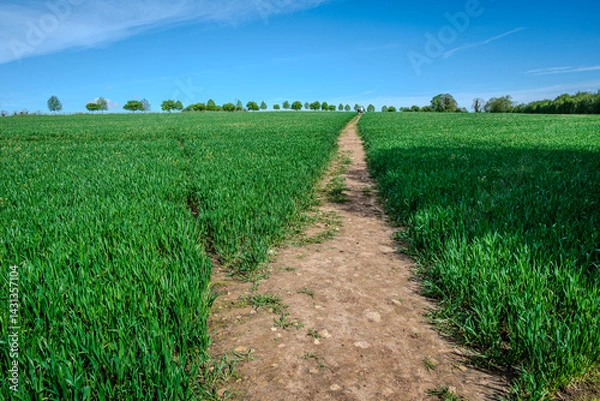 Obraz A rustic dirt path cuts through a vibrant field of young barley growing under the warm May sun 2