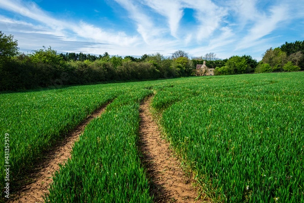 Obraz A young barley field glows under the May sun, its green waves parted by a dusty track leading to a farmhouse barely visible through the trees