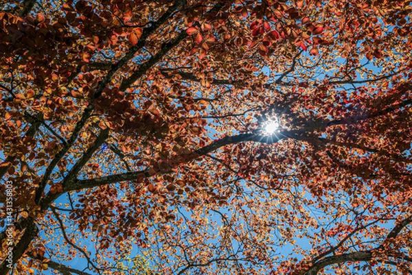 Obraz Clusters of young crimson birch leaves ignite against the clear blue sky, their collective glow humming with spring’s raw energy as sunlight starbursts through the dense foliage