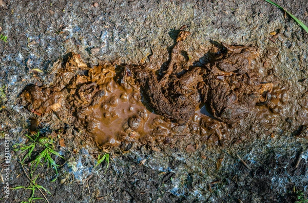 Obraz Roadside waste mid-decay - mushy feces and lingering structure — nature’s indifference colliding with human infrastructure