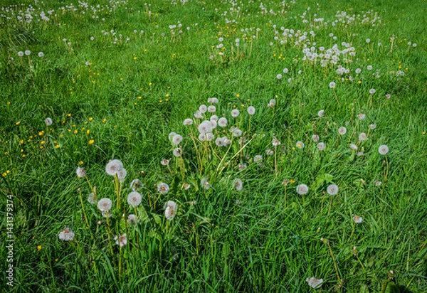 Obraz Fluffy dandelion blowballs nestled in vibrant green grass wild meadow, ready to scatter with the breeze 2