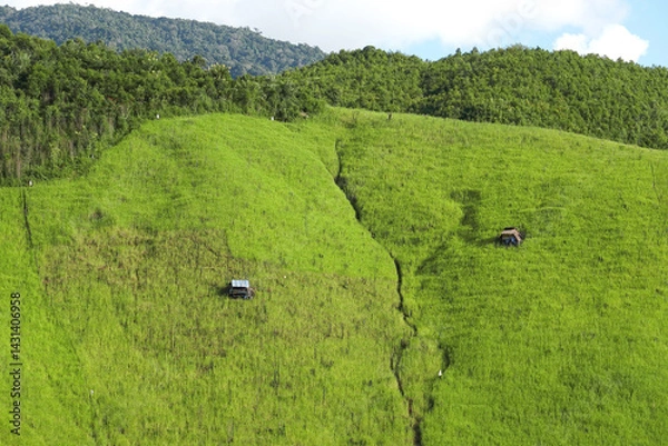 Fototapeta Cabins in the rice fields on the mountains