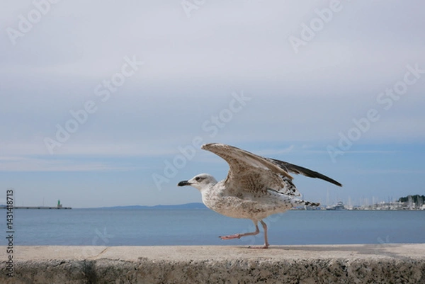 Fototapeta A seagull close up at the background of a seascape in Split, Croatia