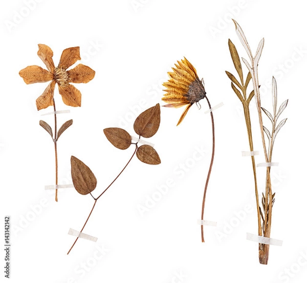Obraz Set of wild dry pressed flowers and leaves