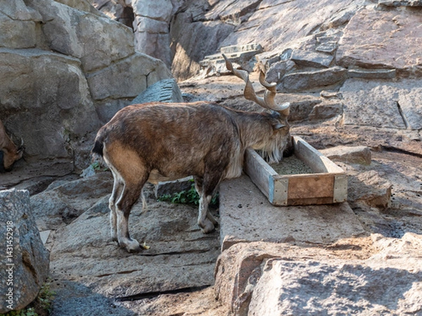 Fototapeta Beautiful mountain goat with helical long horns on the background of rocks