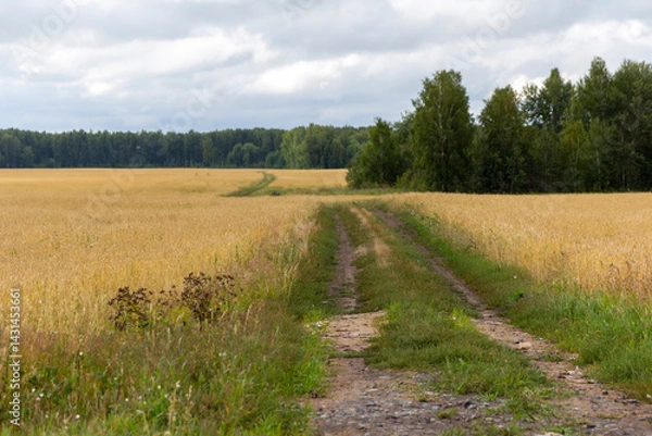 Fototapeta Empty countryside road through fields with wheat