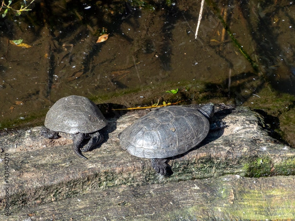 Fototapeta Red-eared slider turtle swims in the lake