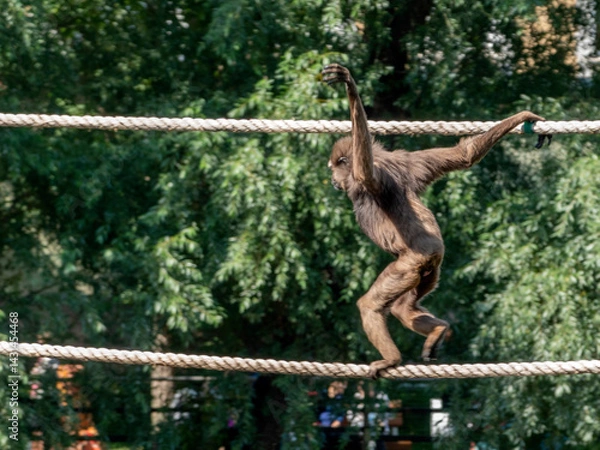 Fototapeta A chimpanzee monkey with long arms walks through vines in trees