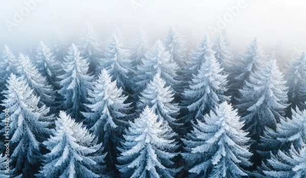 Fototapeta Aerial view of a snow-covered evergreen forest in winter, mist obscuring the background