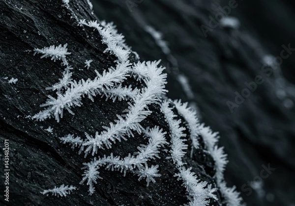 Obraz Intricate Frost Needles on Dark Wood Grain