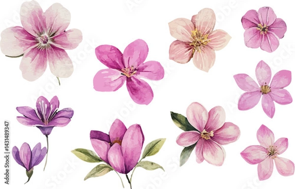 Obraz pink flowers on white background
