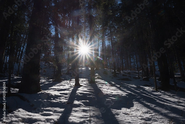 Fototapeta dark scenery in the forest with bright sunburst through the tree stems, winter landscape