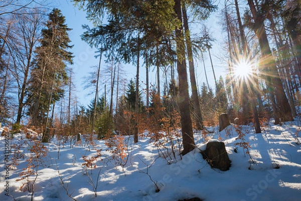 Fototapeta wintry, scenery with sunburst in the needle forest, snow covered ground