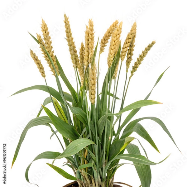 Fototapeta Wheat plant isolated on a transparent background
