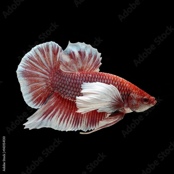 Fototapeta Dumbo HMPK Betta on black background. Beautiful fish. Swimming flutter tail flutter.