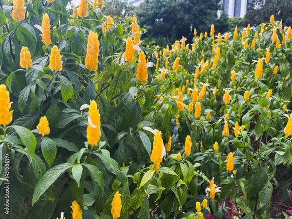 Obraz Pachystachys lutea – Close-up view