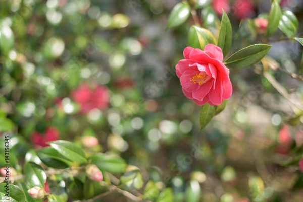 Obraz 霊鑑寺の椿