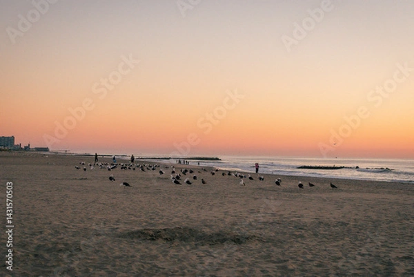 Fototapeta Sunrise at the beach with seagulls resting in the sand near the Atlantic Ocean on a New Jersey shore beach in Avon by the sea