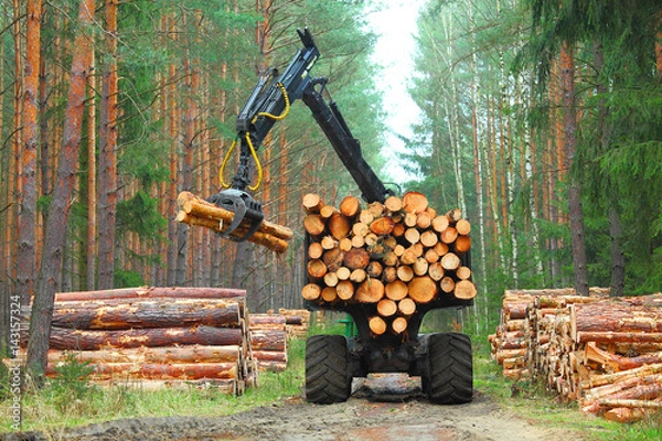 Fototapeta Połączenie pracujące w lesie. Zbiór drewna. Drewno opałowe jako odnawialne źródło energii. Temat rolnictwa i leśnictwa.