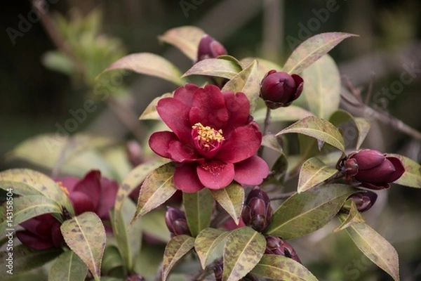 Fototapeta Red flower