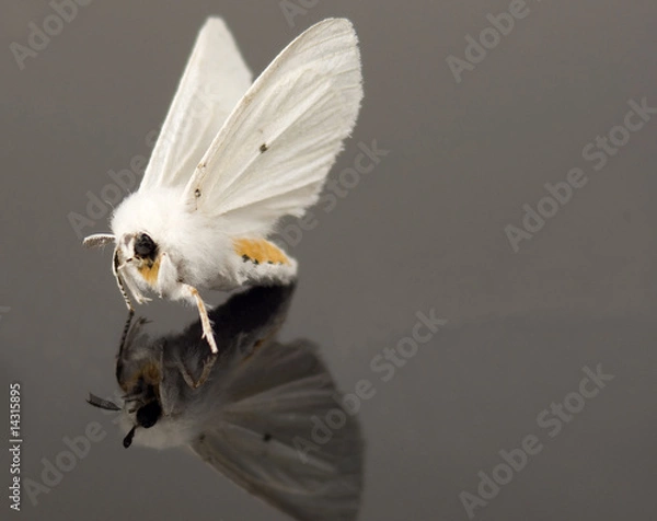 Obraz White moth