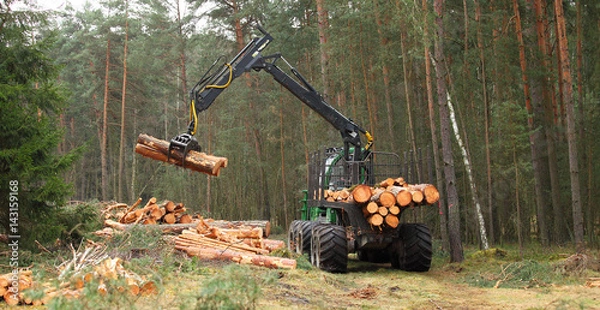 Fototapeta The harvester working in a forest. Harvest of timber. Firewood as a renewable energy source. Agriculture and forestry theme. 