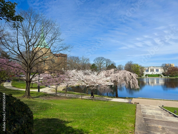 Fototapeta Wade Lagoon in the University Circle district of Cleveland Ohio reflects the art museum at its far end amid flowering cherry trees in spring.