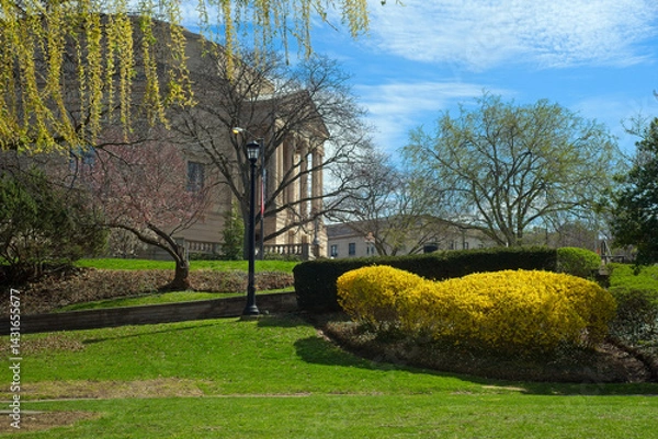 Fototapeta A forsythia covered in yellow blossoms in the University Circle district of Cleveland Ohio appears to look up at the concert hall at upper left.