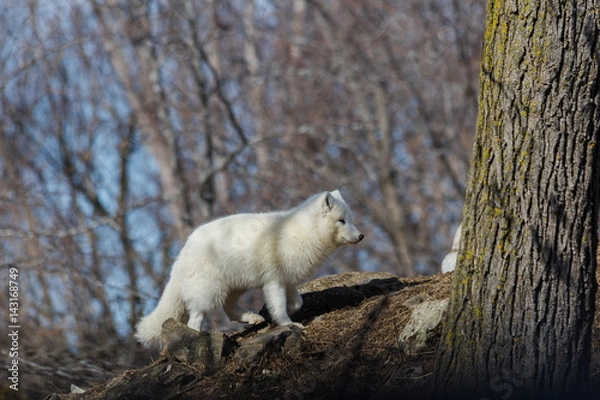 Obraz renard arctique