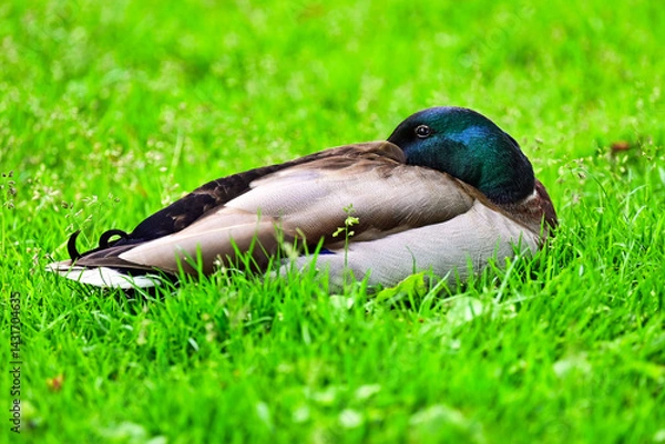Obraz Mallard duck lying on the grass,spring season,nature