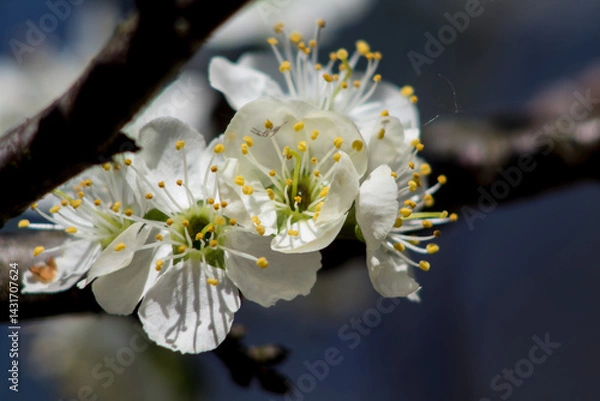 Obraz white cherry blossom