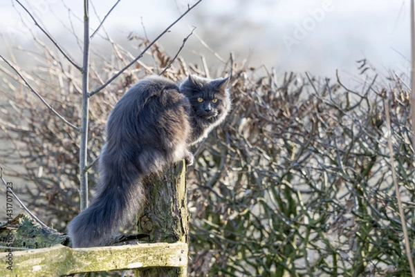 Fototapeta wunderschöne junge blue smoke Main Coon Katze sitzt auf einem Zaunpfahl vor einer Buchenhecke im Winter an einem sonnigen Tag und lauert den Vögeln auf