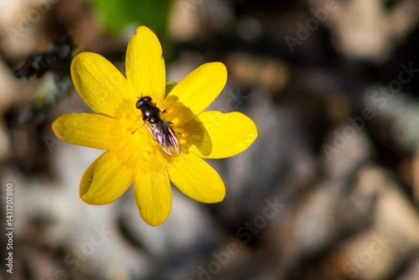 Obraz bee on flower