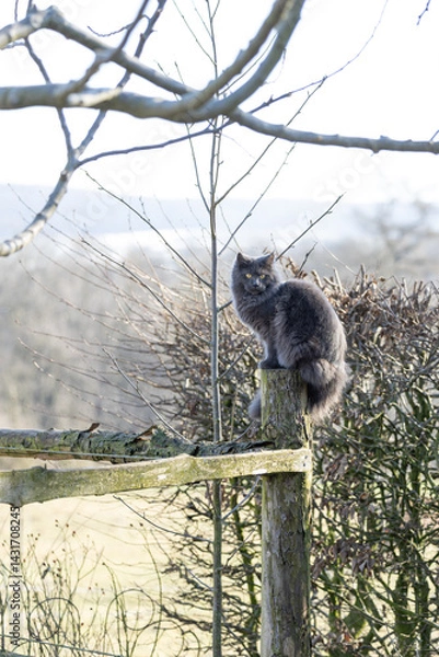 Fototapeta wunderschöne junge blue smoke Main Coon Katze sitzt auf einem Zaunpfahl vor einer Buchenhecke im Winter an einem sonnigen Tag und lauert den Vögeln auf
