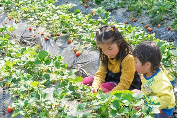 Fototapeta イチゴ狩りイメージ