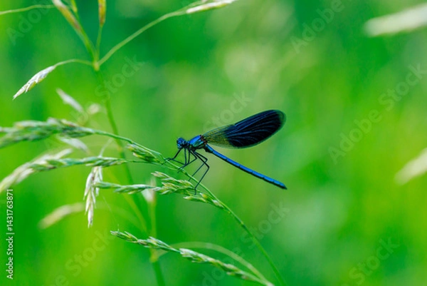 Fototapeta A dragonfly is sitting on a green leaf