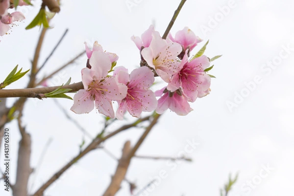 Obraz Beautiful Pink Peach Blossoms in a Garden, Pink Peach Flowers Blooming on Peach Tree, Beautiful peach flowers close up - as background, Flowering branch of fruit flower closeup