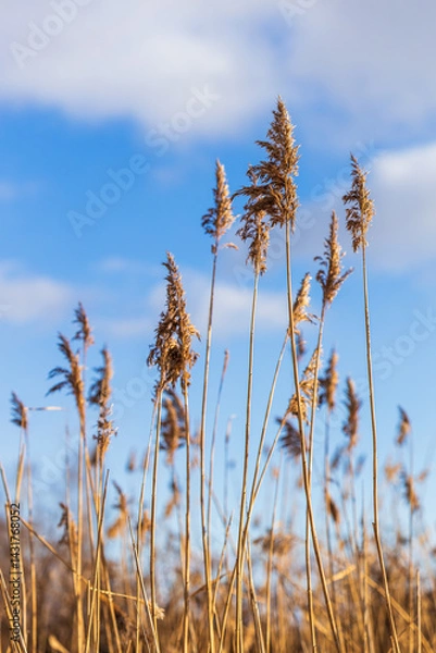 Fototapeta vertical photo of a dry reed against a blue sky background