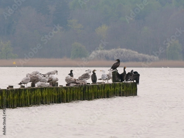 Obraz Cormorants and seagulls rest peacefully on a groyne, preening feathers and drying wings – a tranquil moment in nature’s harmony.