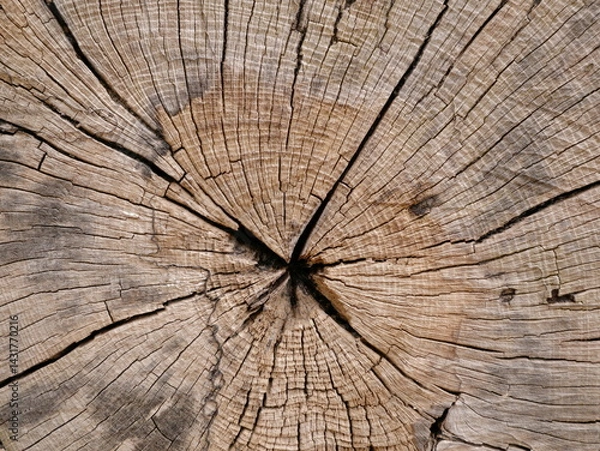 Obraz The weathered wood cross-section reveals growth rings, cracks, and textures – a silent portrait of time and nature. Space for Texts and designs