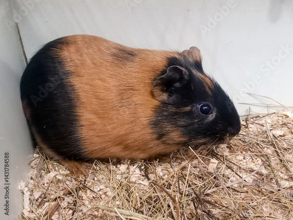 Obraz Side view of a cute little guinea pig on a straw bed in an enclosure