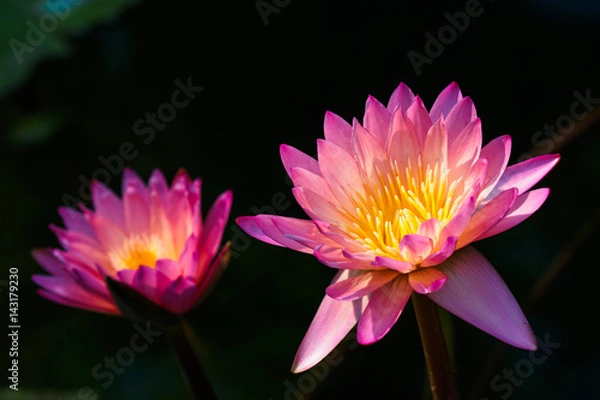 Fototapeta ピンクの睡蓮