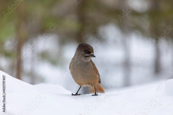Fototapeta Siberian jay sitting on snow, close-up