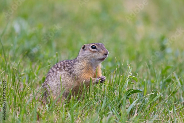 Fototapeta Speckled ground squirrel animal standing in the grass