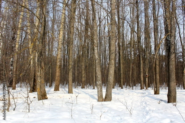 Obraz Winter forest in sunny weather.